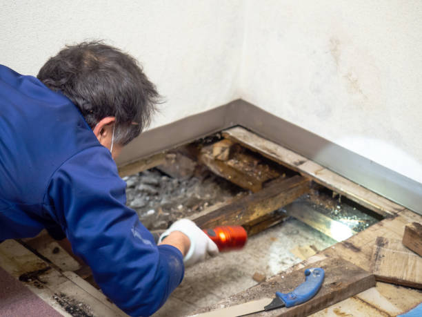 Professional Mold Removal in Dilley, TX