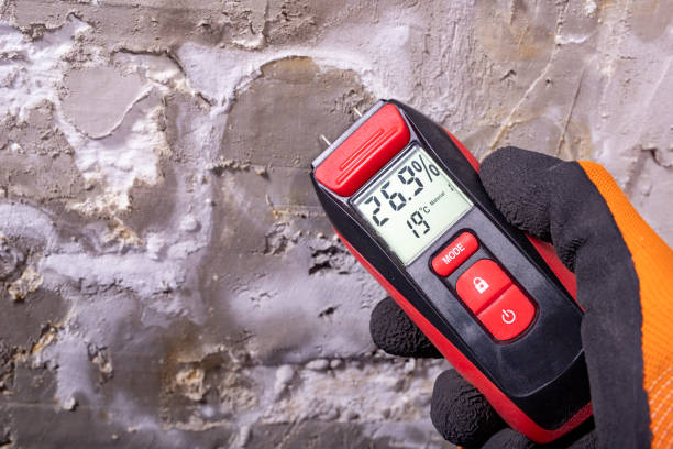 Best Mold Damage Repair  in Dilley, TX