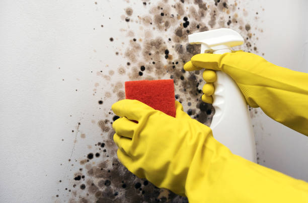 Best Home Mold Removal  in Dilley, TX