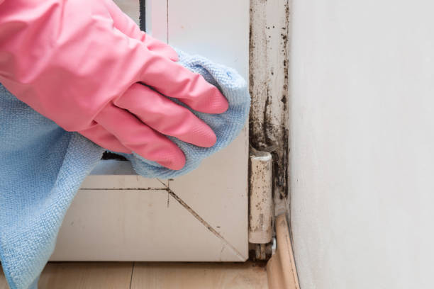 Best Mold Remediation  in Dilley, TX