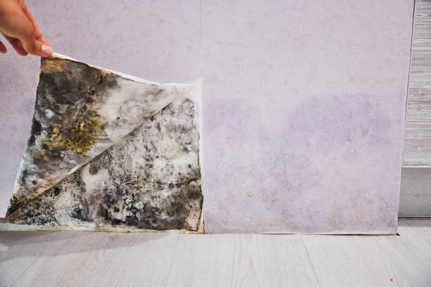 Best Office Mold Removal Services  in Dilley, TX